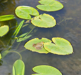 little frog in a pond