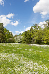 Green fields and flowering trees, spring, flowers, beauty