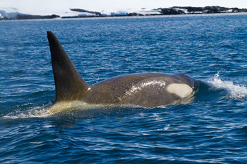 male killer whales