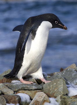 Adelie penguin walking on the rocks