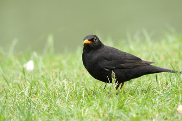 Merle noir (Turdus merula)