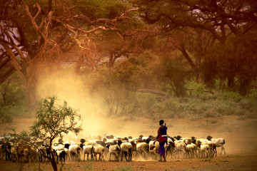 shepherd leading a flock of goats - obrazy, fototapety, plakaty