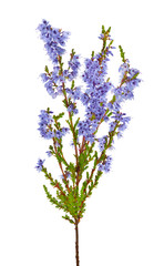 Obraz premium blossoming blue heather branch isolated on white