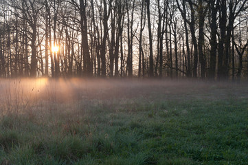 Wschód słońca łąka las