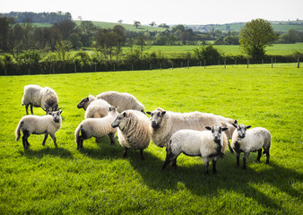 Obraz premium A ram, and flock of sheep. Rural farmland, Devon.