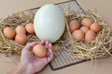 ostrich egg and chicken eggs