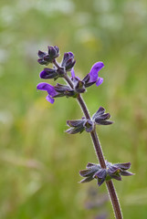 Salvia clandestina