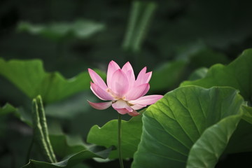 Obraz premium The image of beautiful nature in Asia