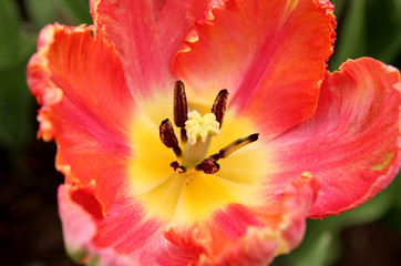 Closeup of a pink tulip core, Tulip Festival, Ottawa, Canada