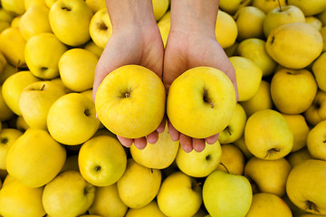 Mele golden nelle mani