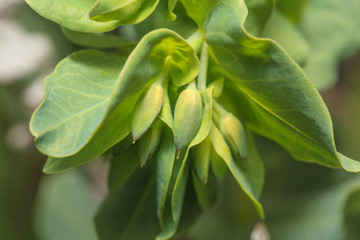 Obraz premium Green flower bud