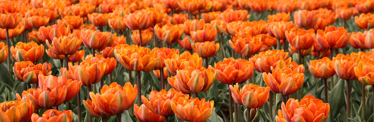 Spring tulips in full bloom, Tulip Festival in Ottawa, Canada - 64987662