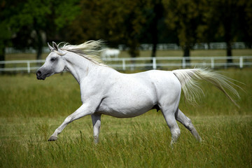 running horses
