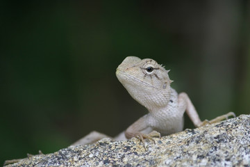 Iguana on a stone