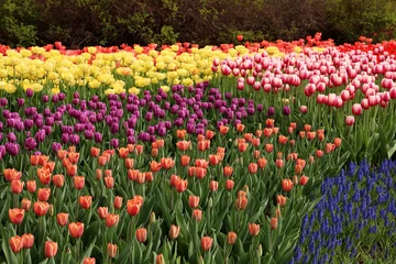 Photo sur Plexiglas Tulipe Tulipes printanières en pleine floraison, Festival des tulipes à Ottawa, Canada