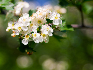 Fototapeta premium Blooming hawthorn