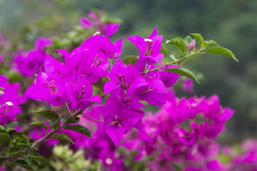 Flowering  Bougainvillea