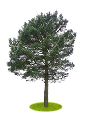 Obraz premium Freigestellte alte Kiefer mit Blüten