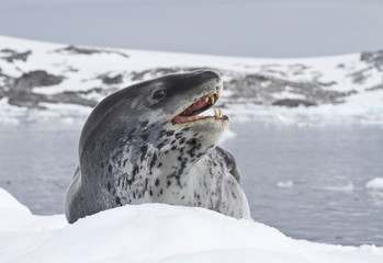 leopard seal which lies on an ice floe