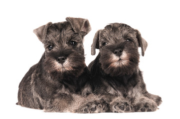 Zwergschnauzer Welpen Geschwister liegend
