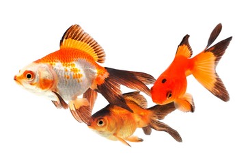 Fototapeta premium Goldfish, group of fish on a white background