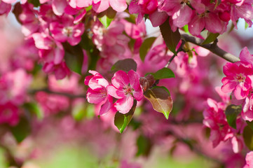 Blooming apple tree in the spring garden