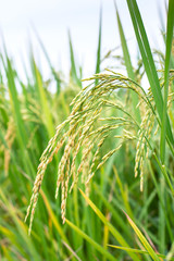 Rice spike in rice field.