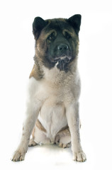 american akita