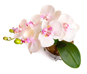 flower pot with orchid isolated on white