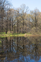 Fototapeta na wymiar reflection of trees