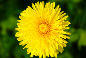 Close-up Picture of Dandelion in Spring