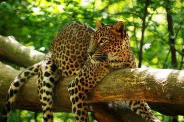 leopard 1