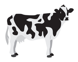 Cow on a white background