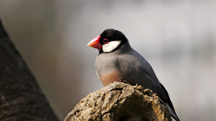 Java Sparrow take a rest on the tree, one of chinese pet bird
