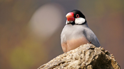 Java Sparrow take a rest on the tree, one of chinese pet bird