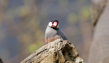 Java Sparrow take a rest on the tree, one of chinese pet bird