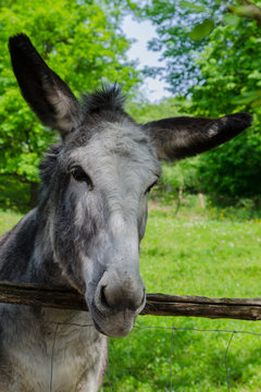 donkey in the park