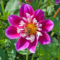 Dahlie - Dahlia