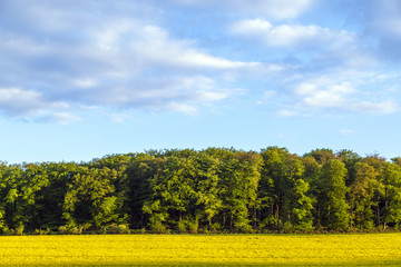 rape field under blue sky