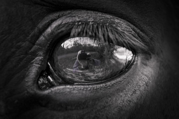 The Eye of the Horse