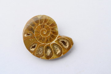Fossil ammonite or snail