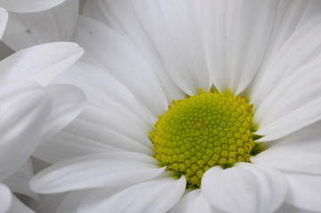 Obraz premium White daisy flower bouquet