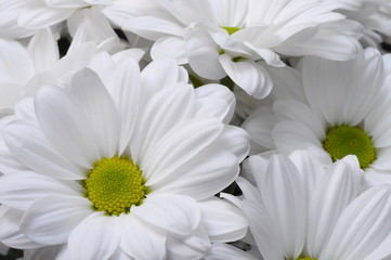 Obraz premium White daisy flower bouquet