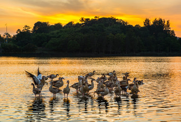 Wild ducks and sunset at Putrajaya Wetland, Malaysia