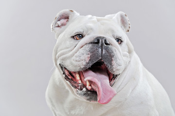 White english bulldog. Close-up of head. Studio shot against gre