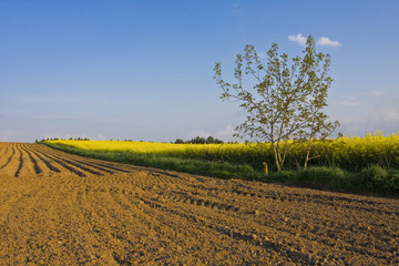 Fototapeta na wymiar agricultural landscape in Poland