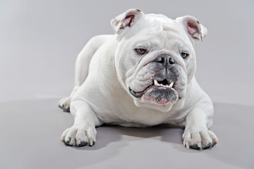 White english bulldog lying on the floor. Studio shot against gr