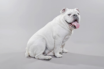 White english bulldog lying on the floor. Studio shot against gr