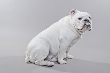 White english bulldog lying on the floor. Studio shot against gr