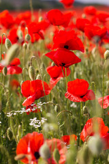 Fototapeta na wymiar Nice field of red poppy flowers